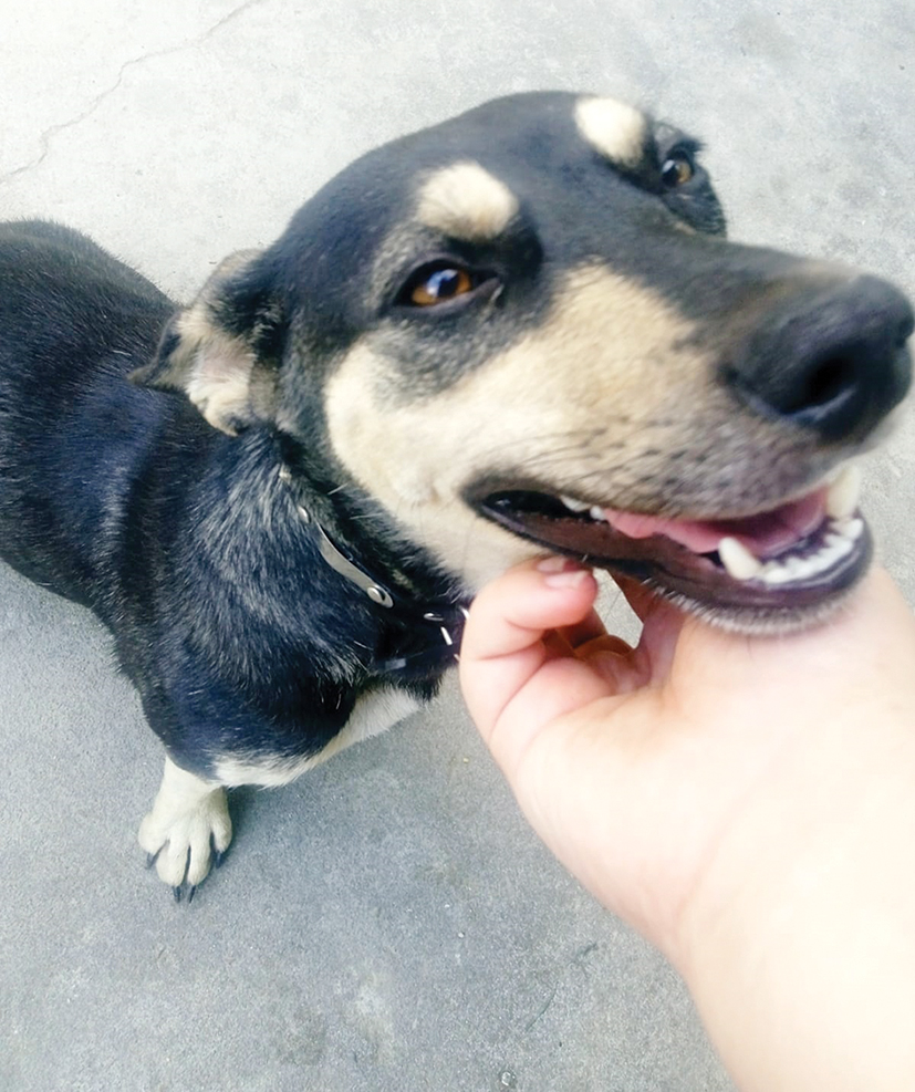 Willempie kry goeie huis